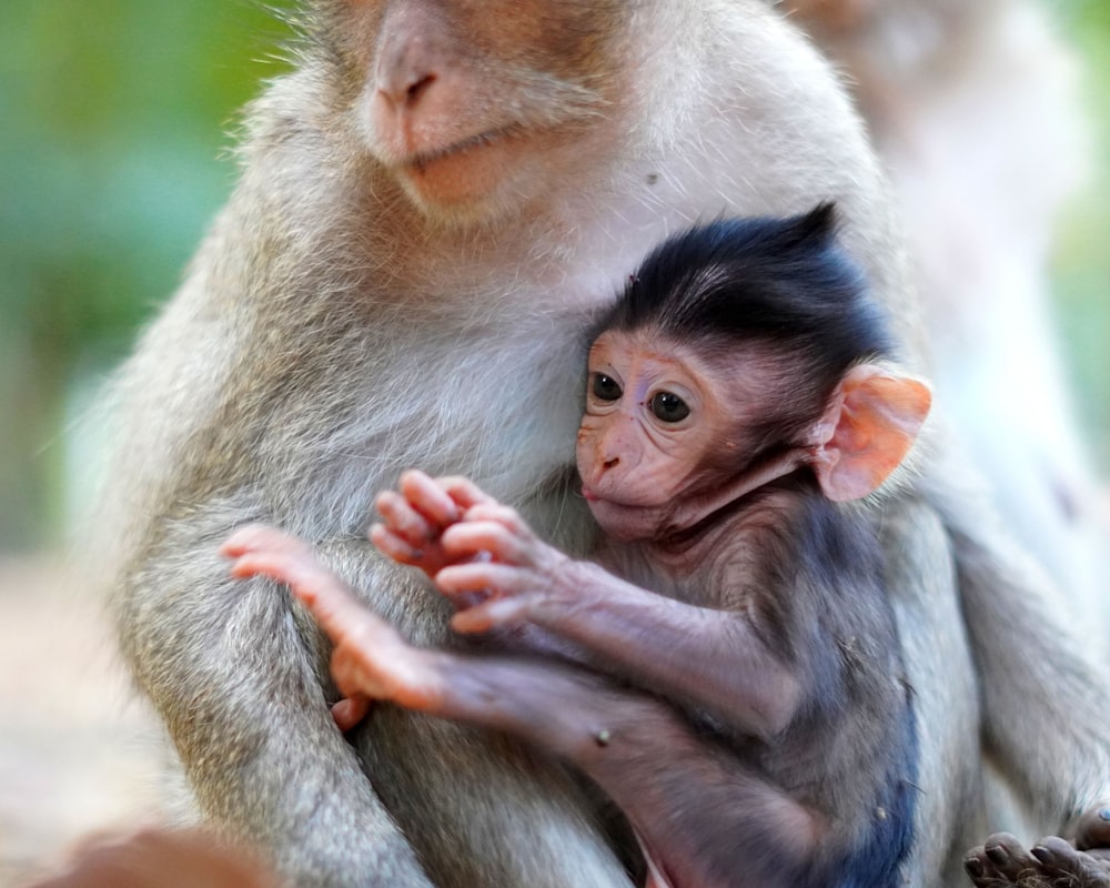 a monkey holding a baby in its arms