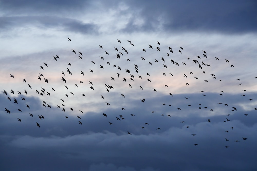 a flock of birds flying through a cloudy sky