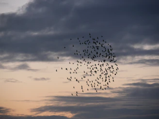 a flock of birds flying through a cloudy sky