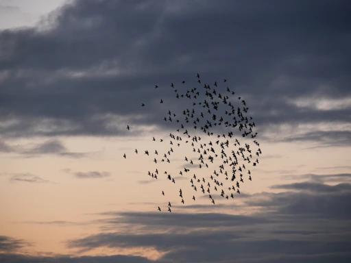 a flock of birds flying through a cloudy sky