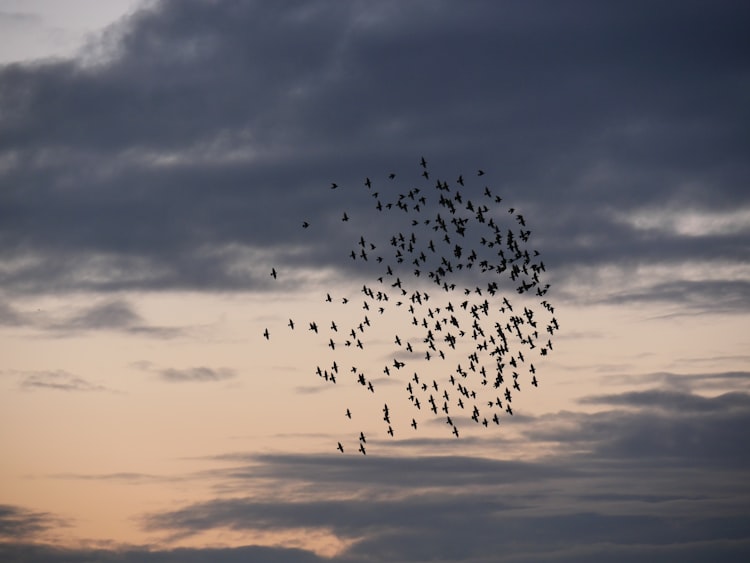 A flock of birds in a cloud streaked sky at dusk