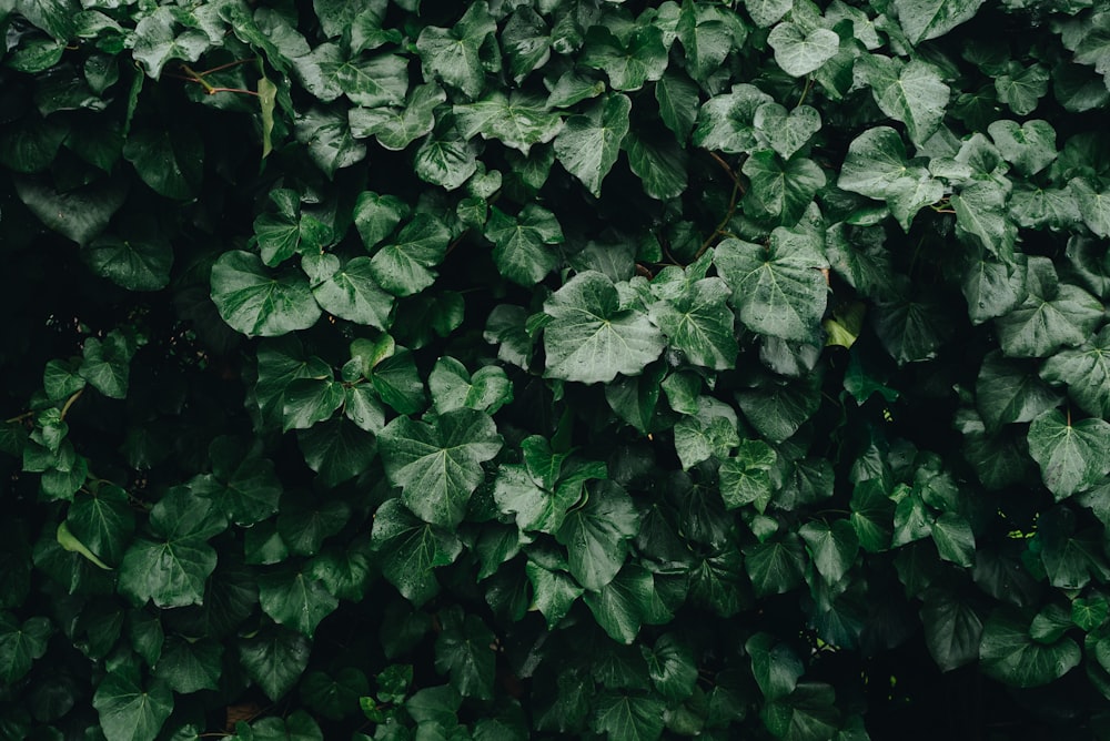 a close up of a green plant with leaves