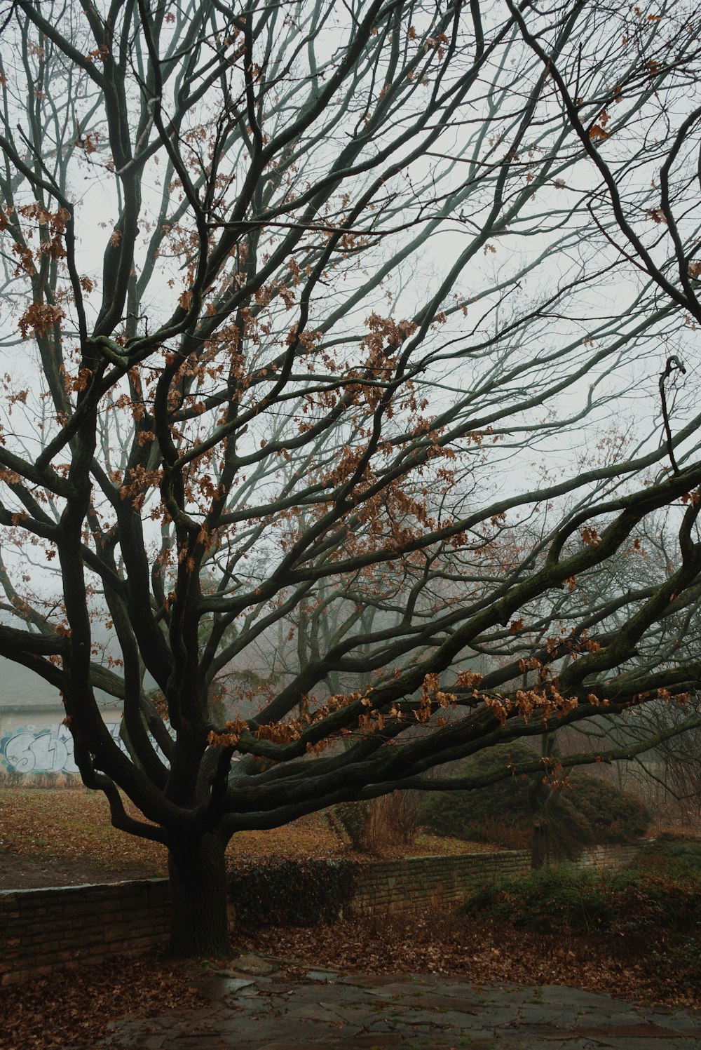 a large tree with lots of leaves on it