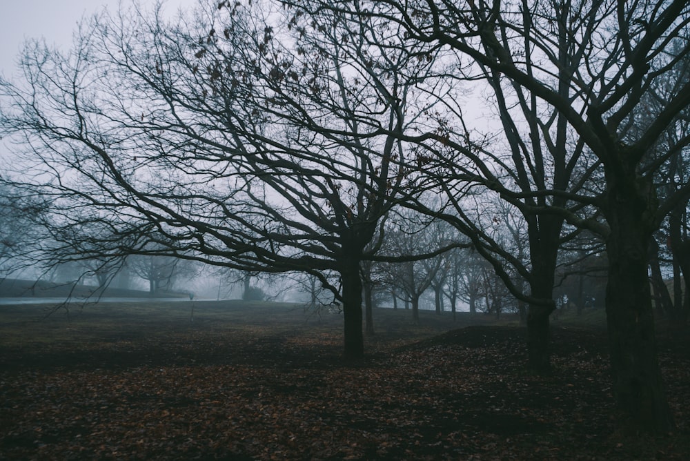 a foggy park with trees and leaves on the ground