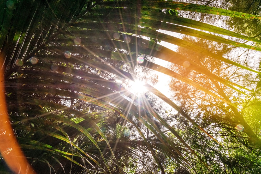 the sun shining through the leaves of a palm tree
