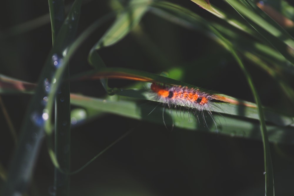 a close up of a caterpillar on a plant