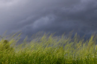 a field of tall grass under a cloudy sky
