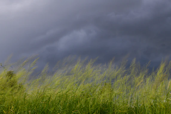 a field of tall grass under a cloudy sky