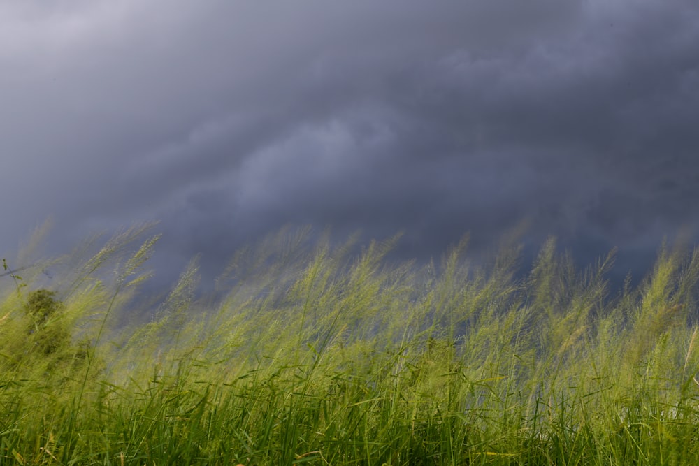 a field of tall grass under a cloudy sky
