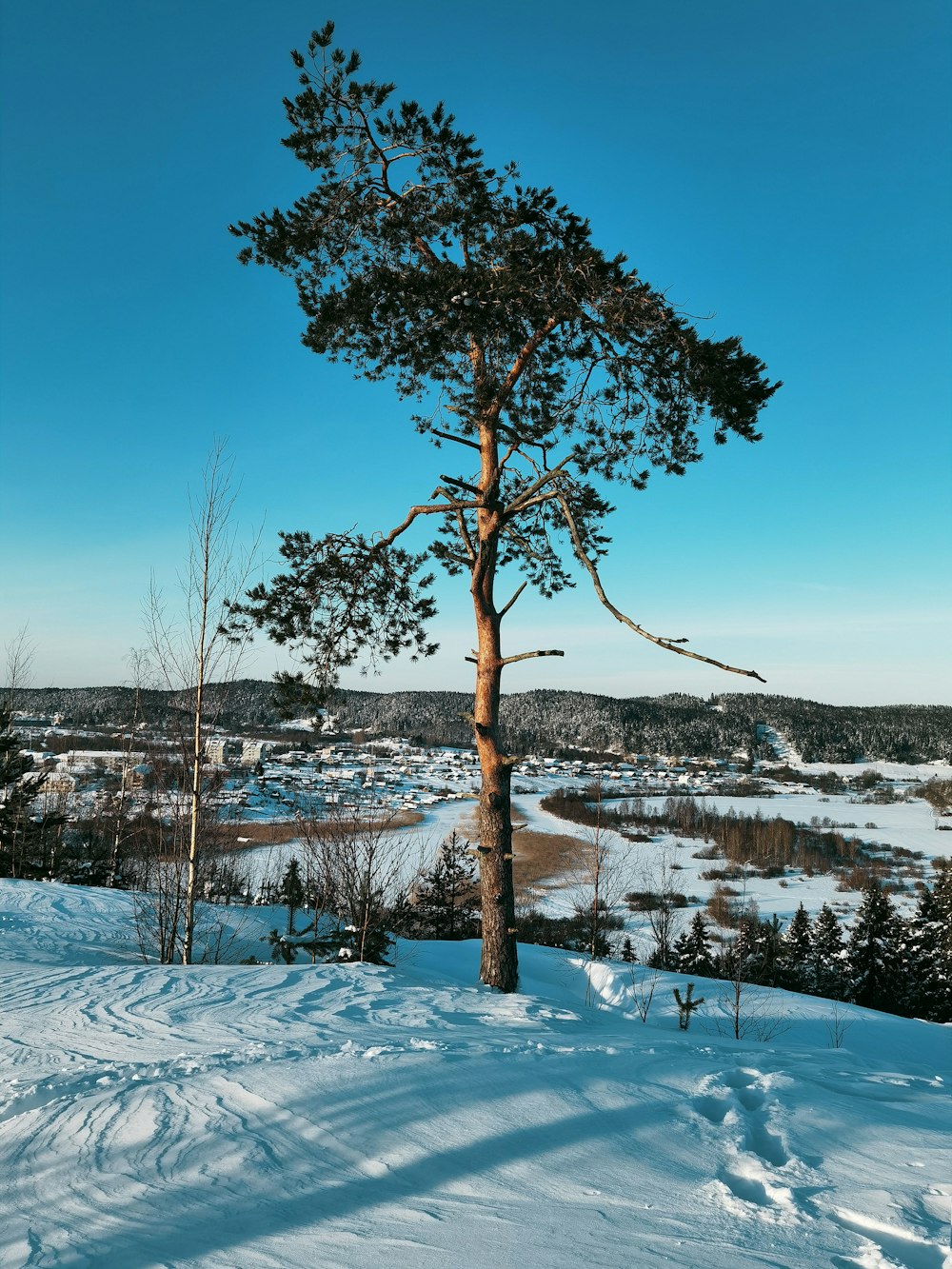 a lone tree stands in the middle of a snowy landscape