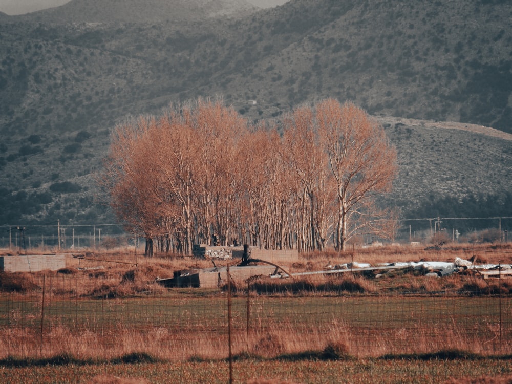 a fenced in field with a mountain in the background