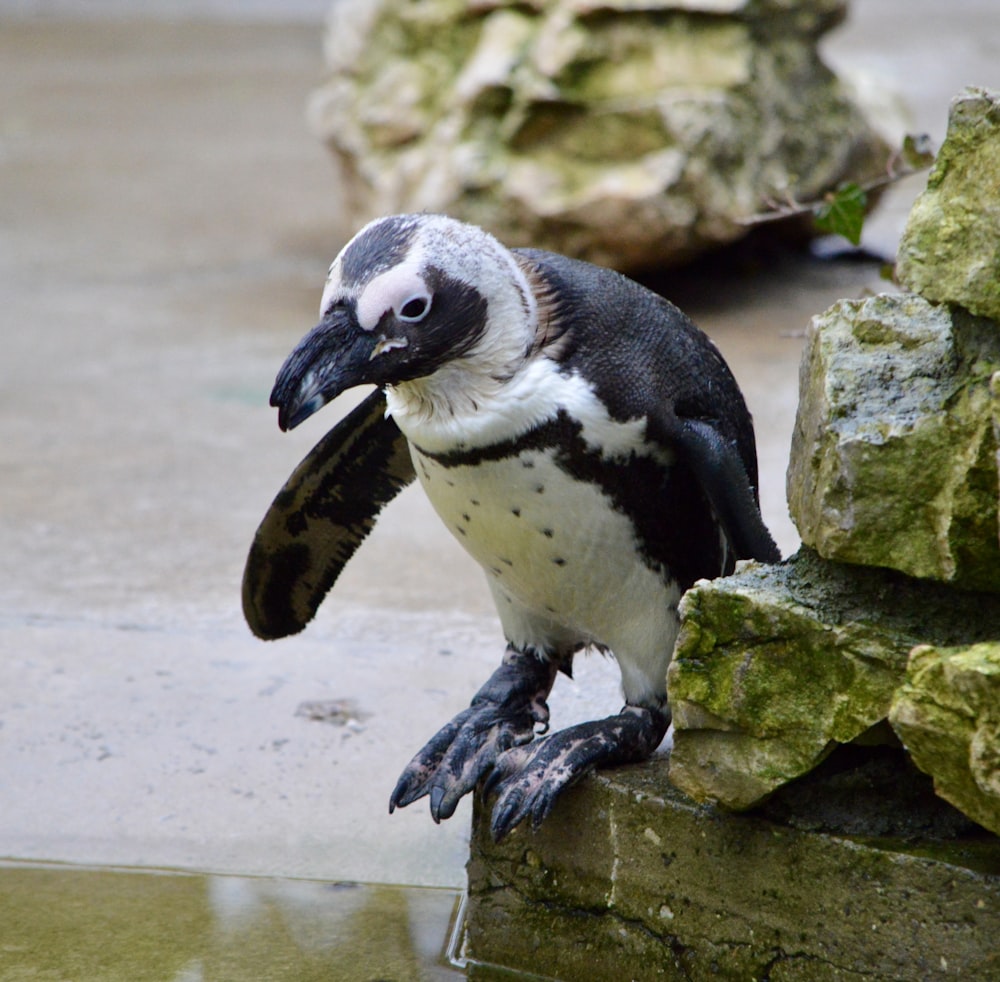 a bird with a large beak standing on a rock