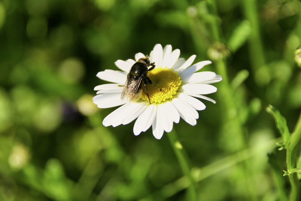 a bee sitting on top of a white flower