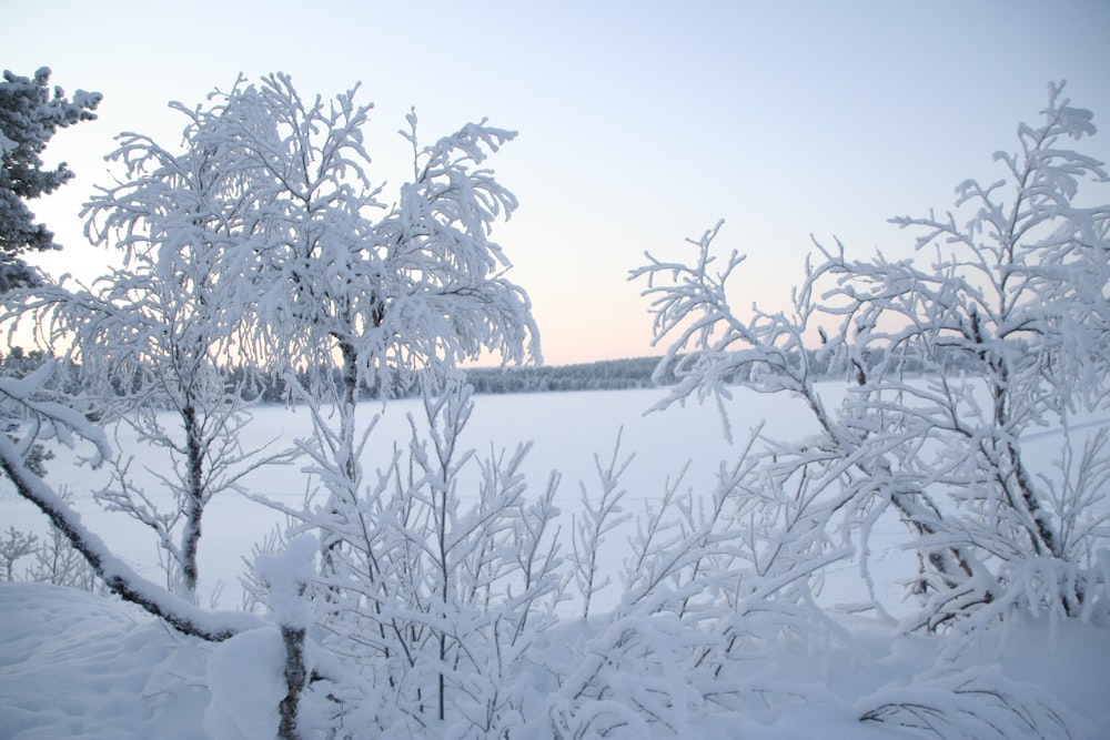 a snow covered field with trees in the foreground