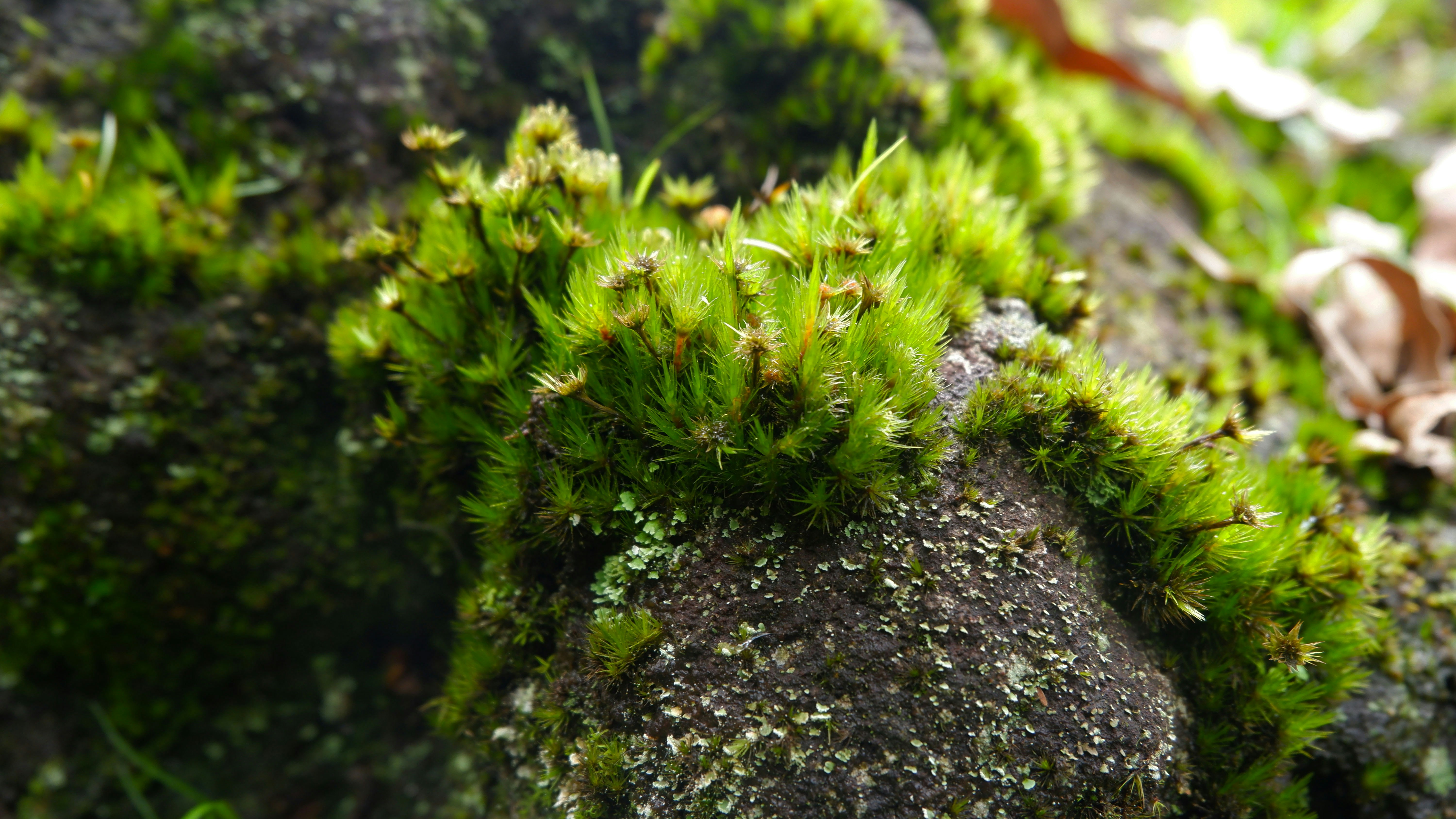 a close up of moss growing on a rock