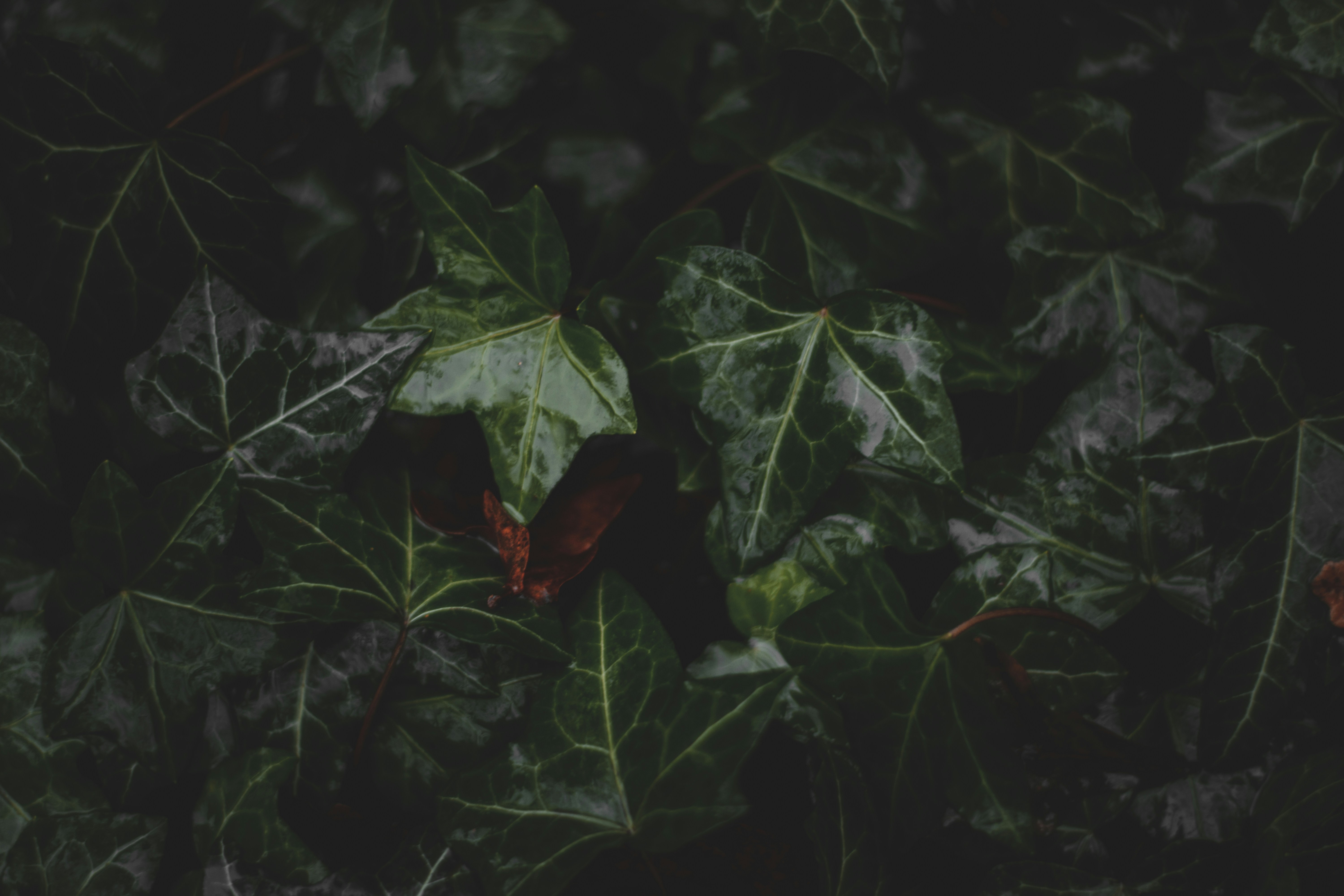 Photo by elliottmason