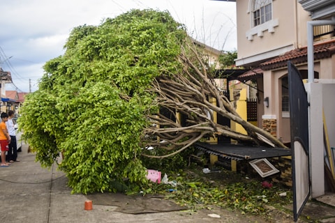 a tree that has fallen on a house