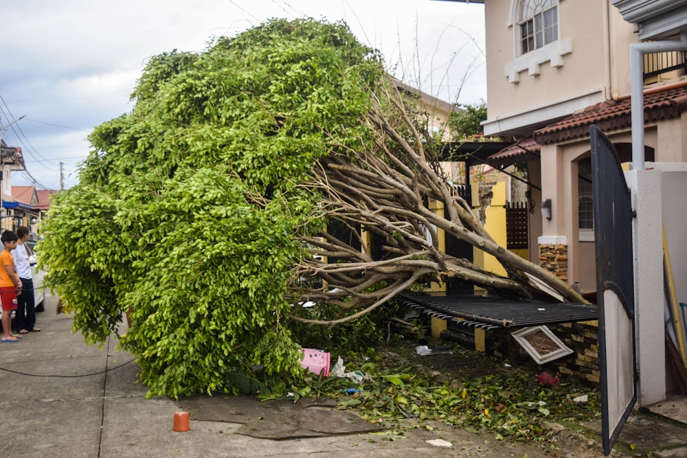 un árbol que ha caído sobre una casa