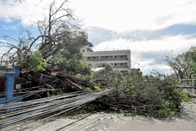 a large tree that has fallen on top of a building