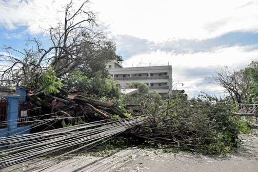 a large tree that has fallen on top of a building