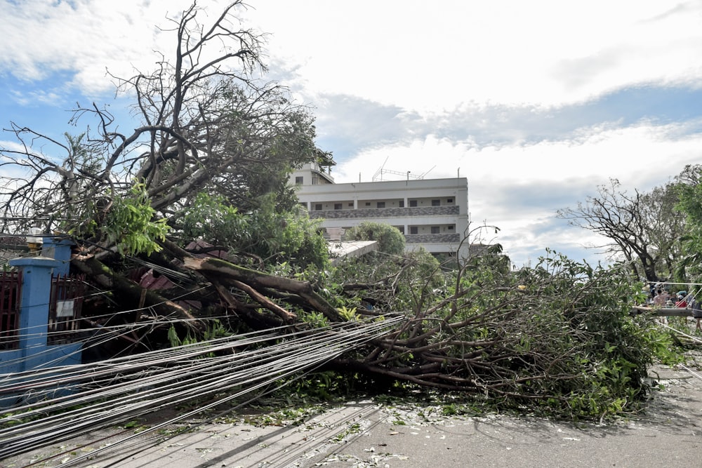 a large tree that has fallen on top of a building