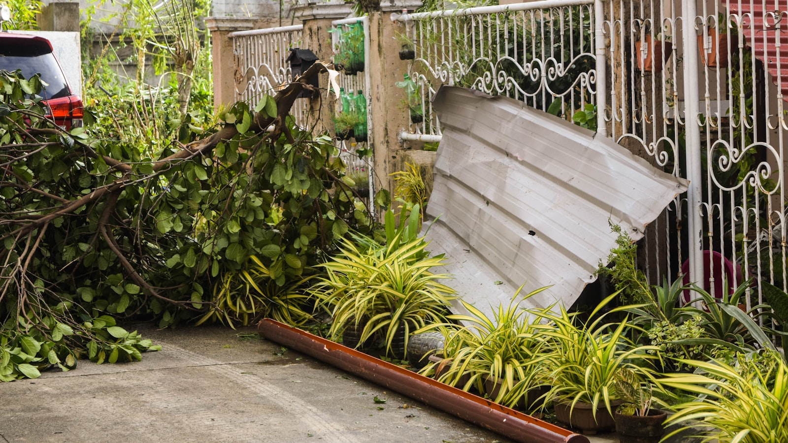 3. Competing for Resources: Plants That Impede Asparagus Growth