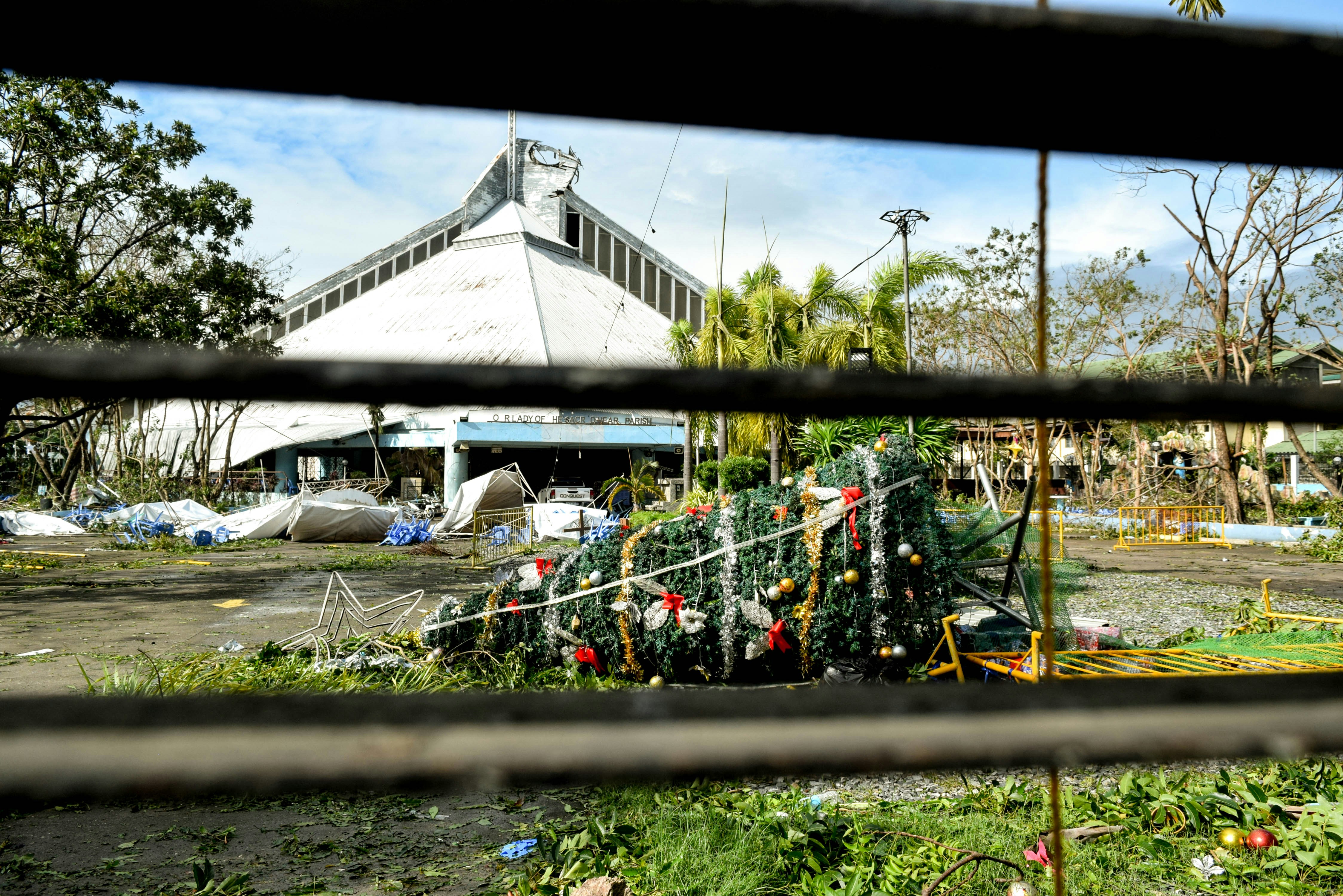 a bunch of christmas trees that are in a yard