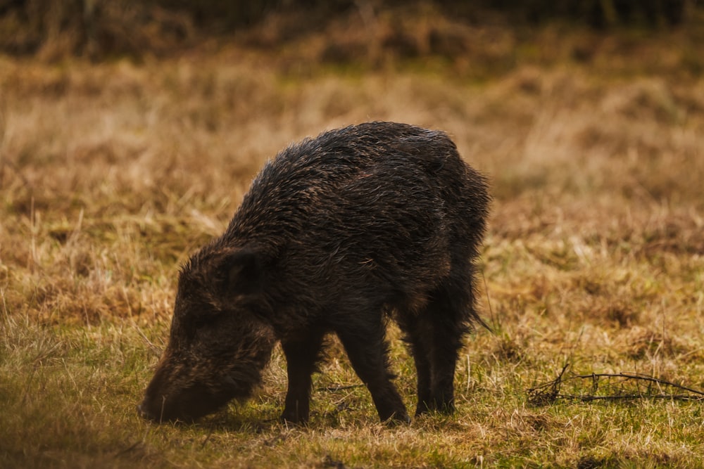 a wild boar eating grass in a field