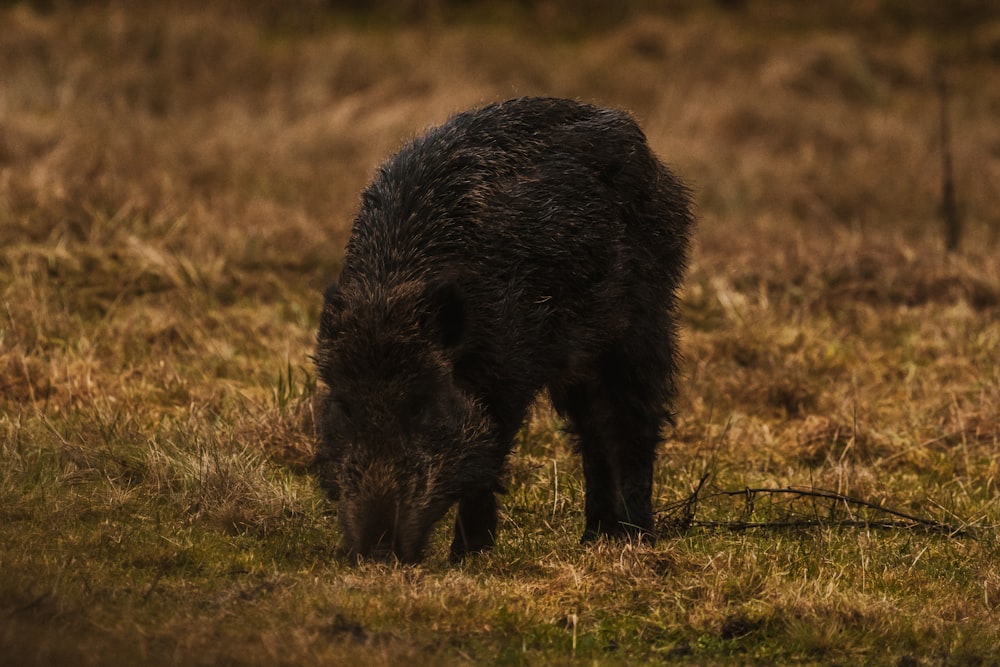 a wild boar grazing in a grassy field