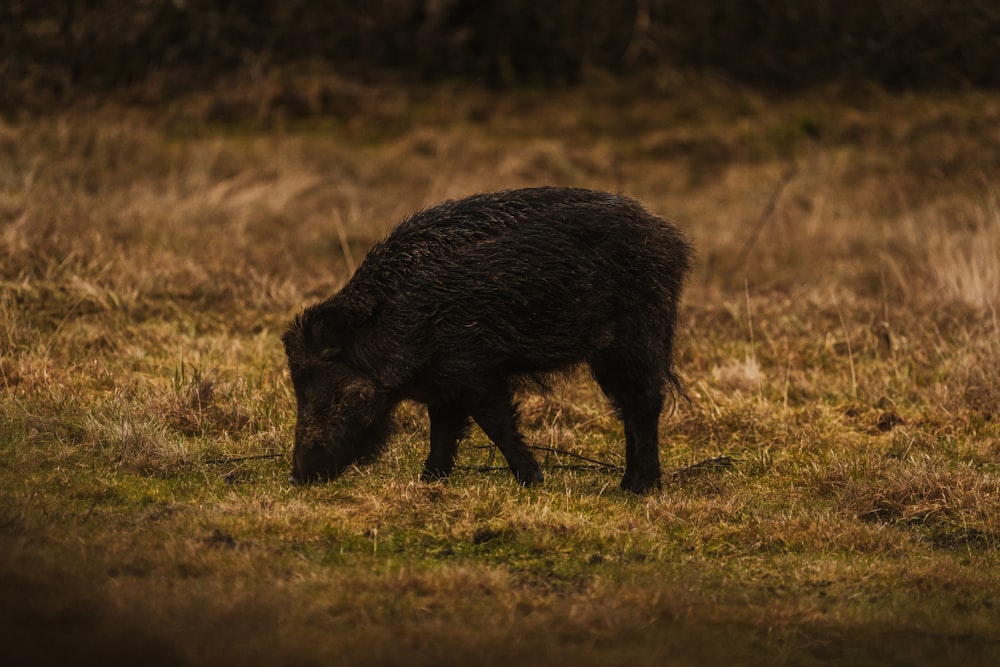 a black animal grazing in a grassy field