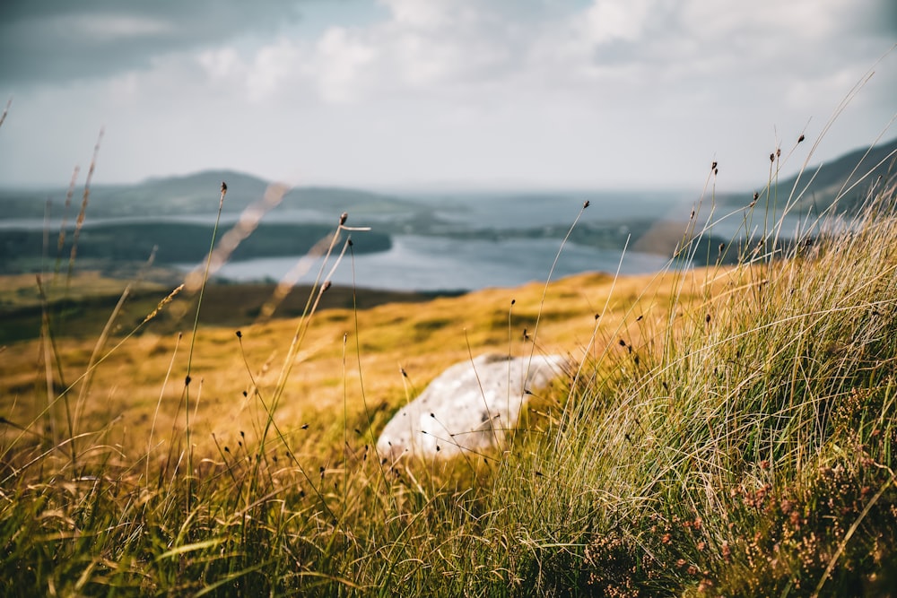 a grassy hill with a rock in the foreground