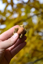 A hand holding a brown nut partly encased in greenish husks against a blurred background of yellow leaves.