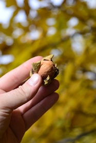 A hand holding a brown nut partly encased in greenish husks against a blurred background of yellow leaves.