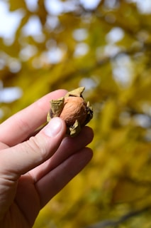 A hand holding a brown nut partly encased in greenish husks against a blurred background of yellow leaves.