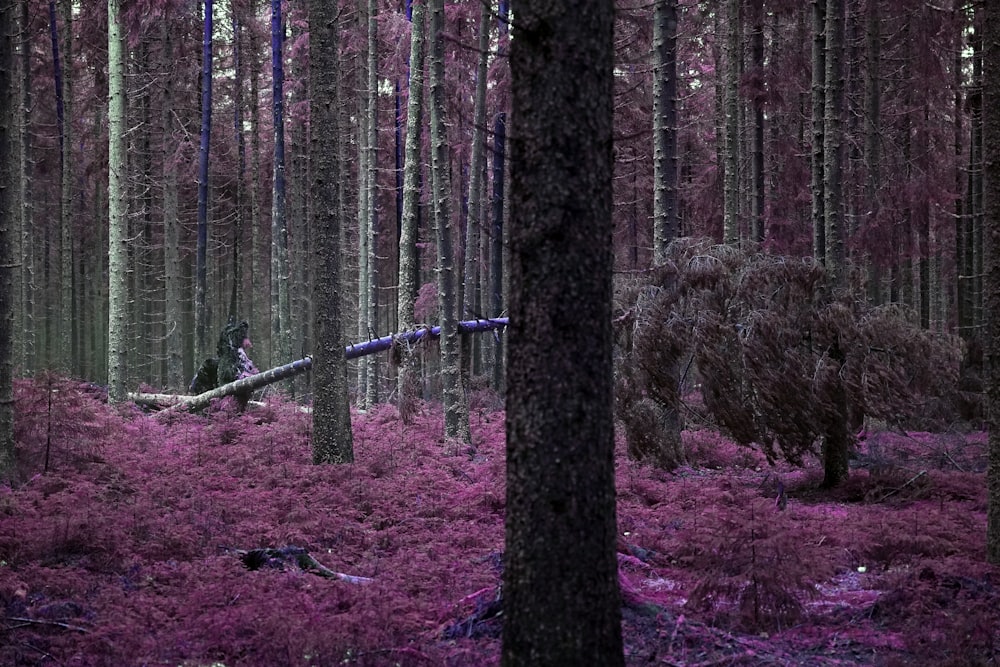 a forest filled with lots of purple flowers