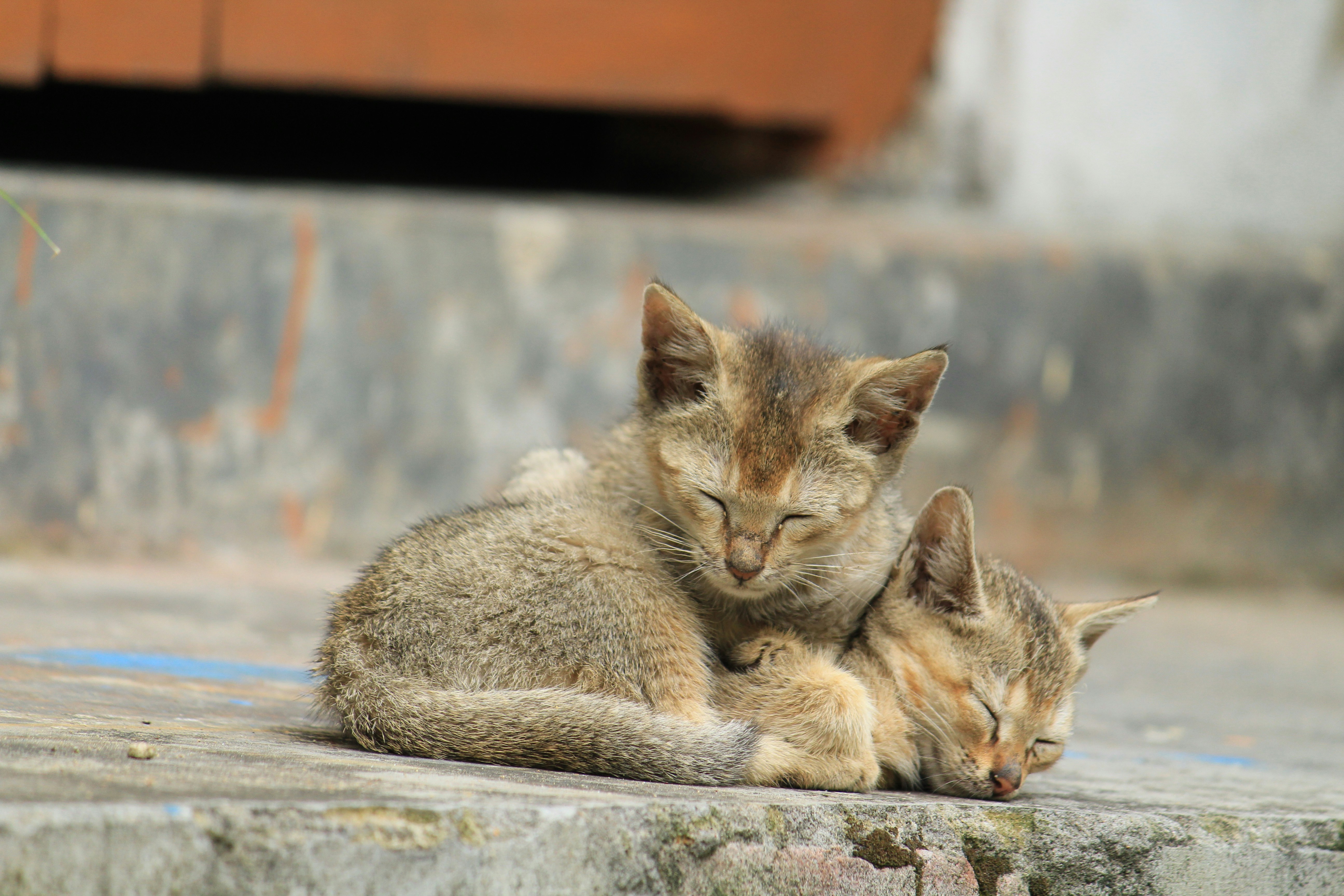 Beautiful Bengal cat with distinctive markings