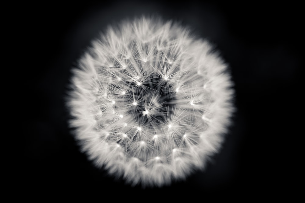 a black and white photo of a dandelion