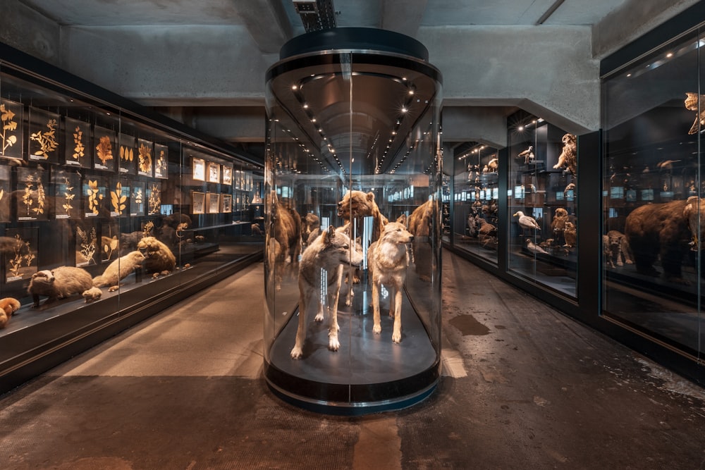 Un museo lleno de muchos animales de peluche