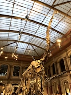 A visitor admiring a large dinosaur skeleton replica in a bright, museum-style exhibition room.