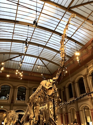 A visitor admiring a large dinosaur skeleton replica in a bright, museum-style exhibition room.