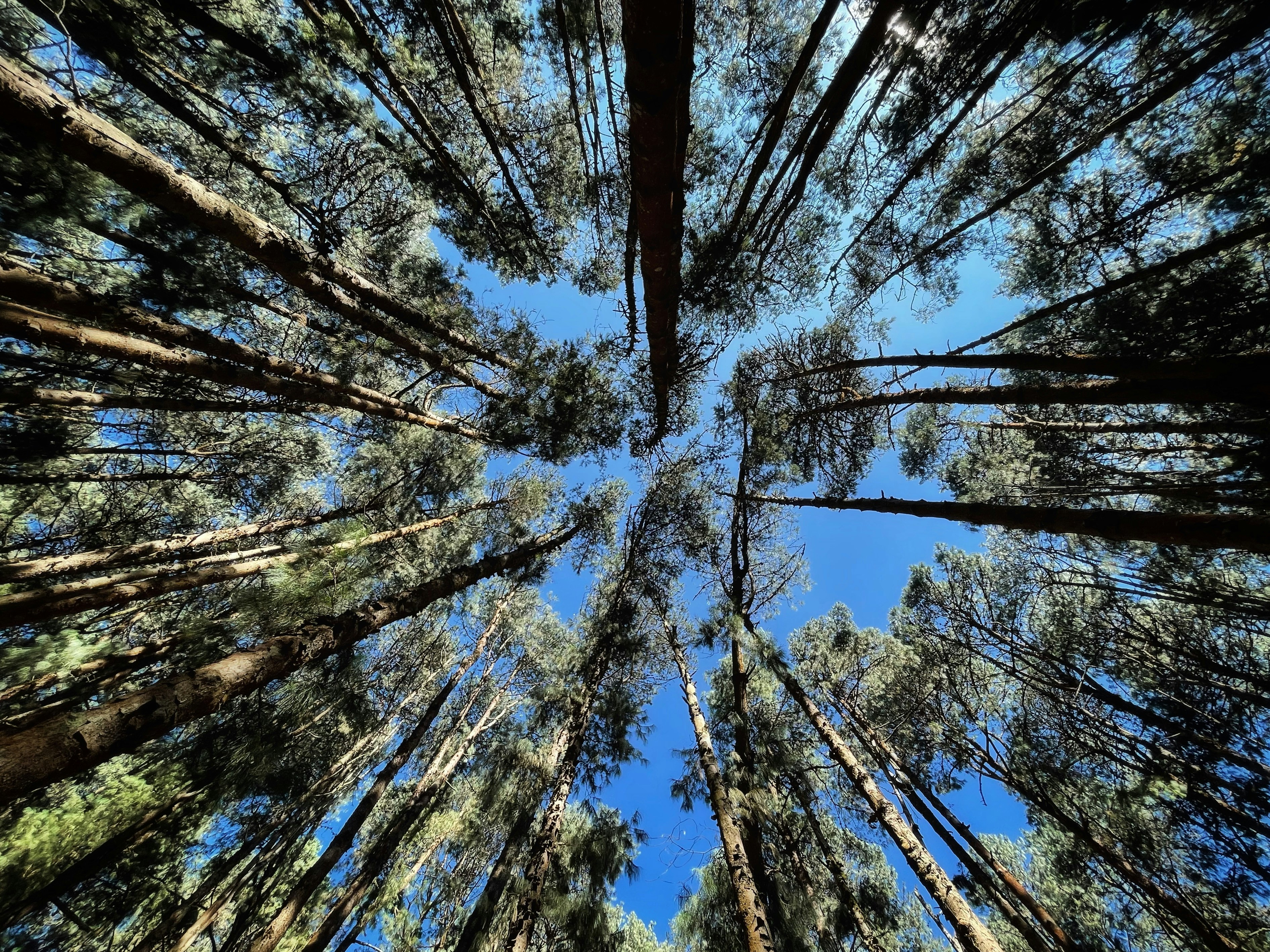 A row of tall trees standing together