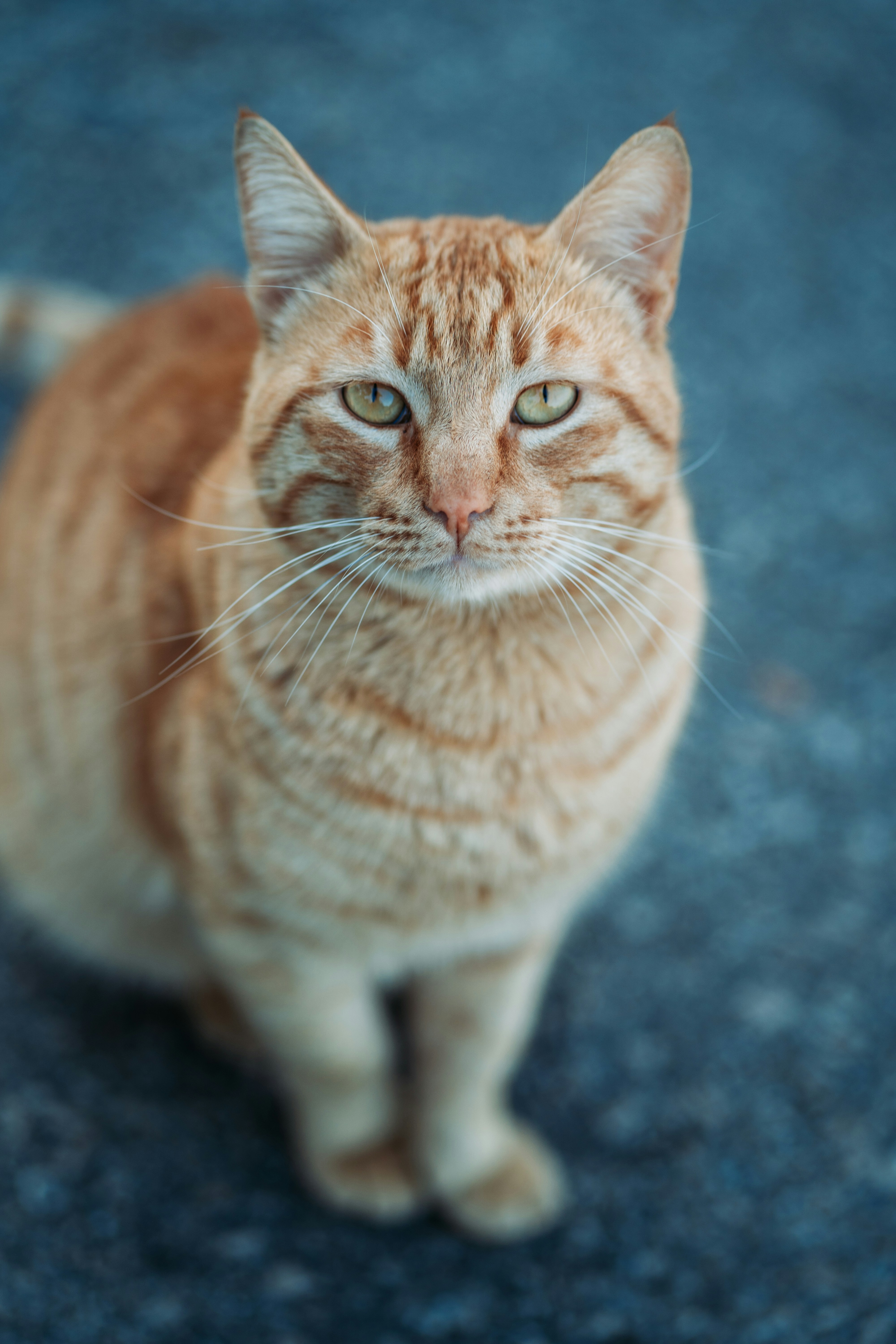 a close up of a cat on the ground