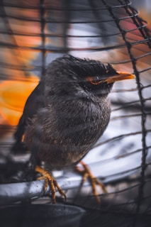 A small bird with dark, feathery plumage sits inside a metal cage. Its beak is sharp and orange, and there's a reflective sheen on its feathers, possibly from early morning light. The focus is on the bird while the background is artistically blurred, with hints of warm tones.