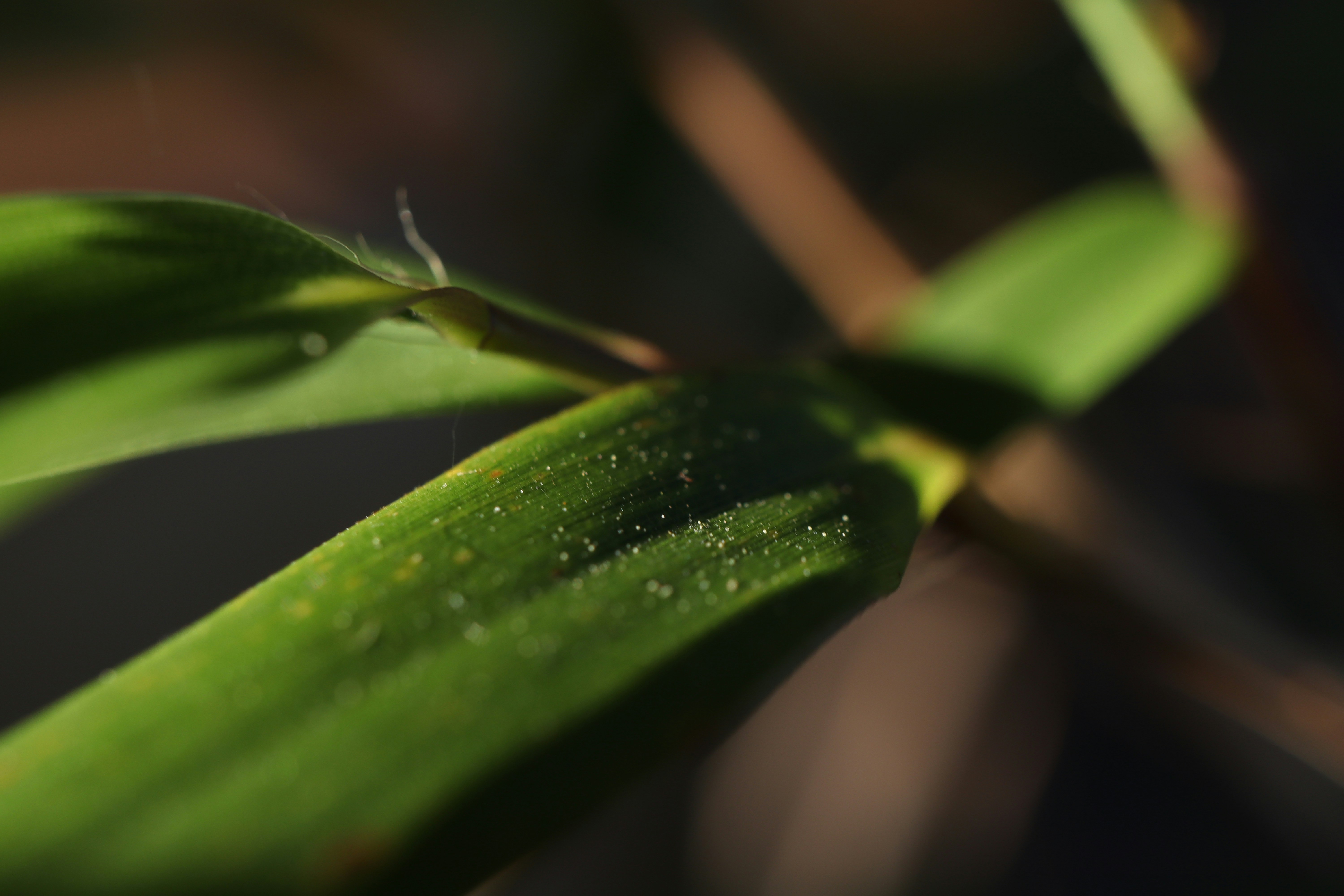 Photo by random_selection