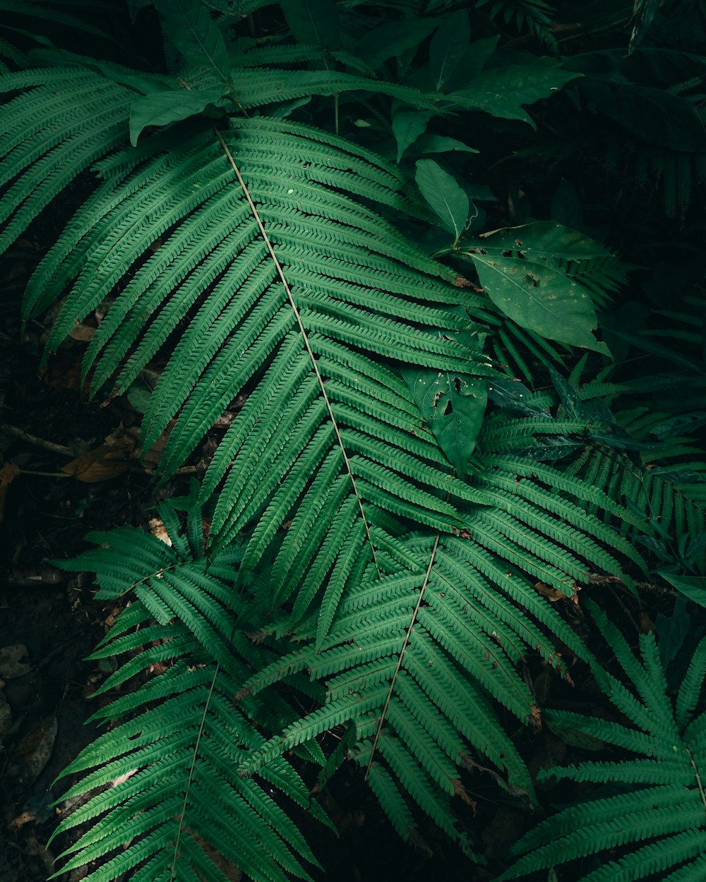 a green plant in a forest