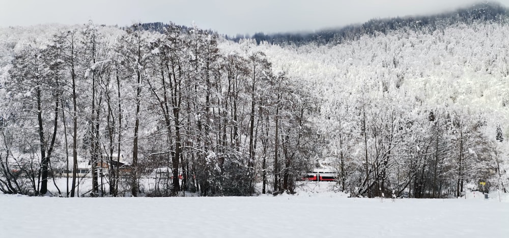 a snow covered forest with a house in the distance