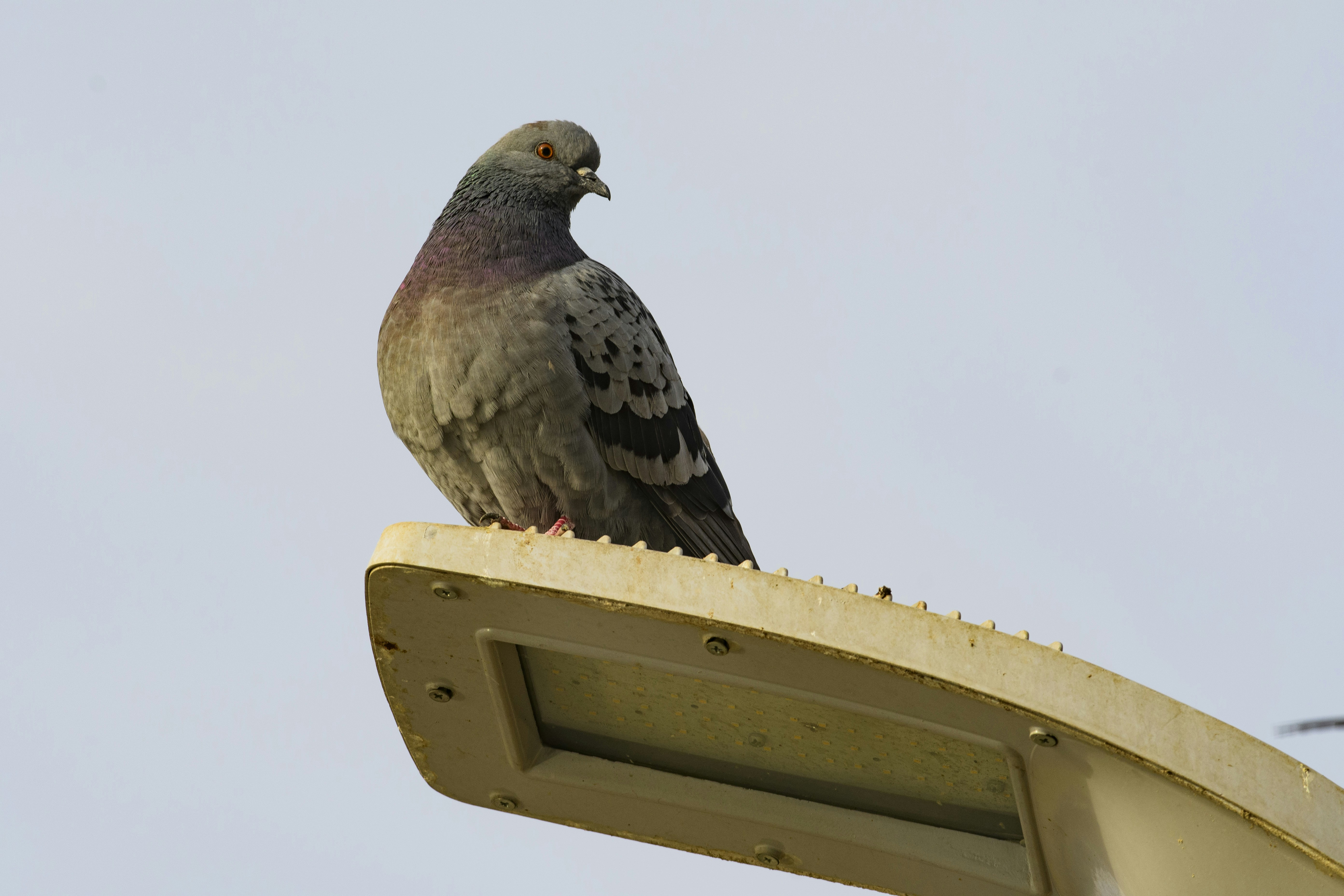 Photo by oskaycaglar