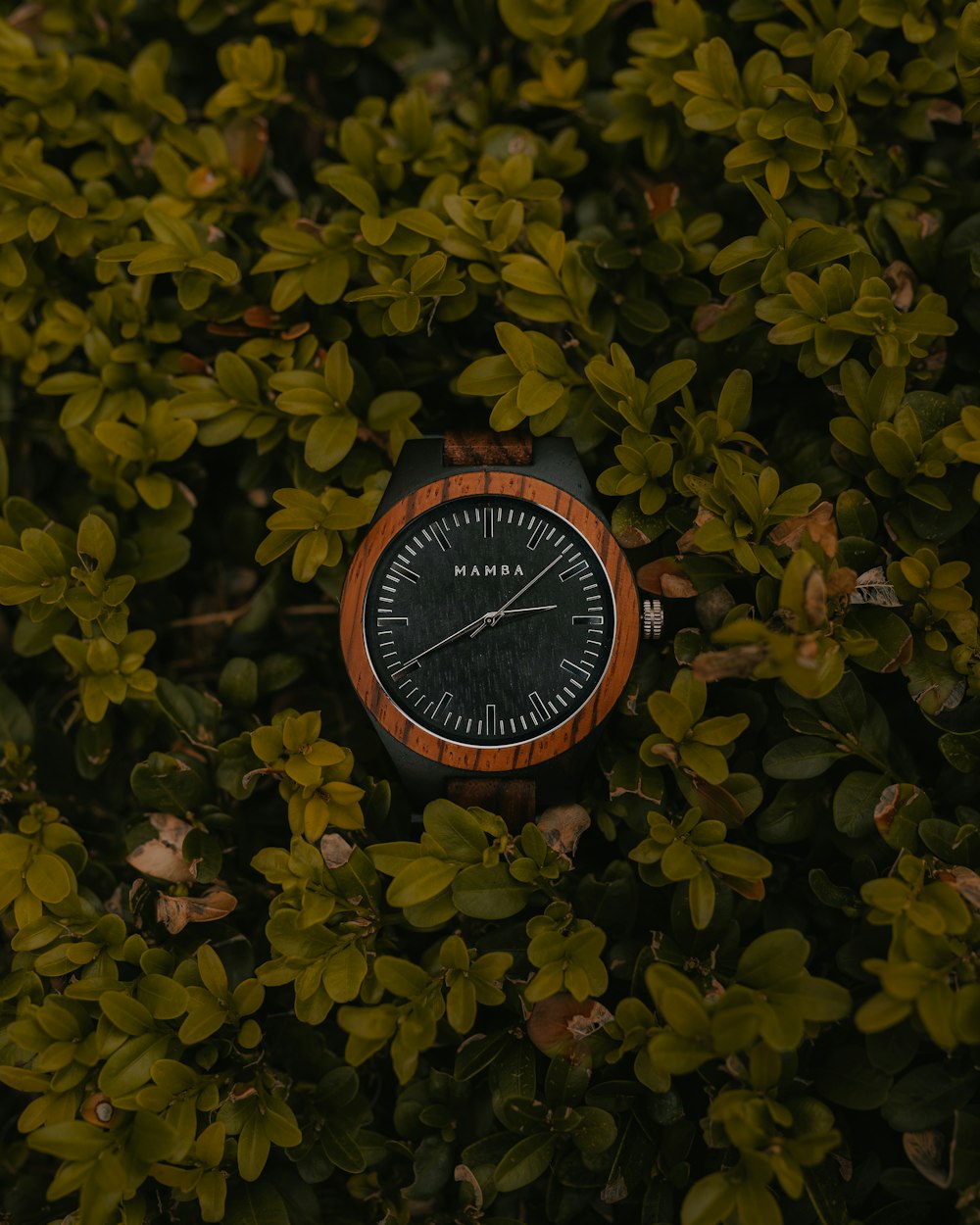 a wooden watch sitting in the middle of a bush