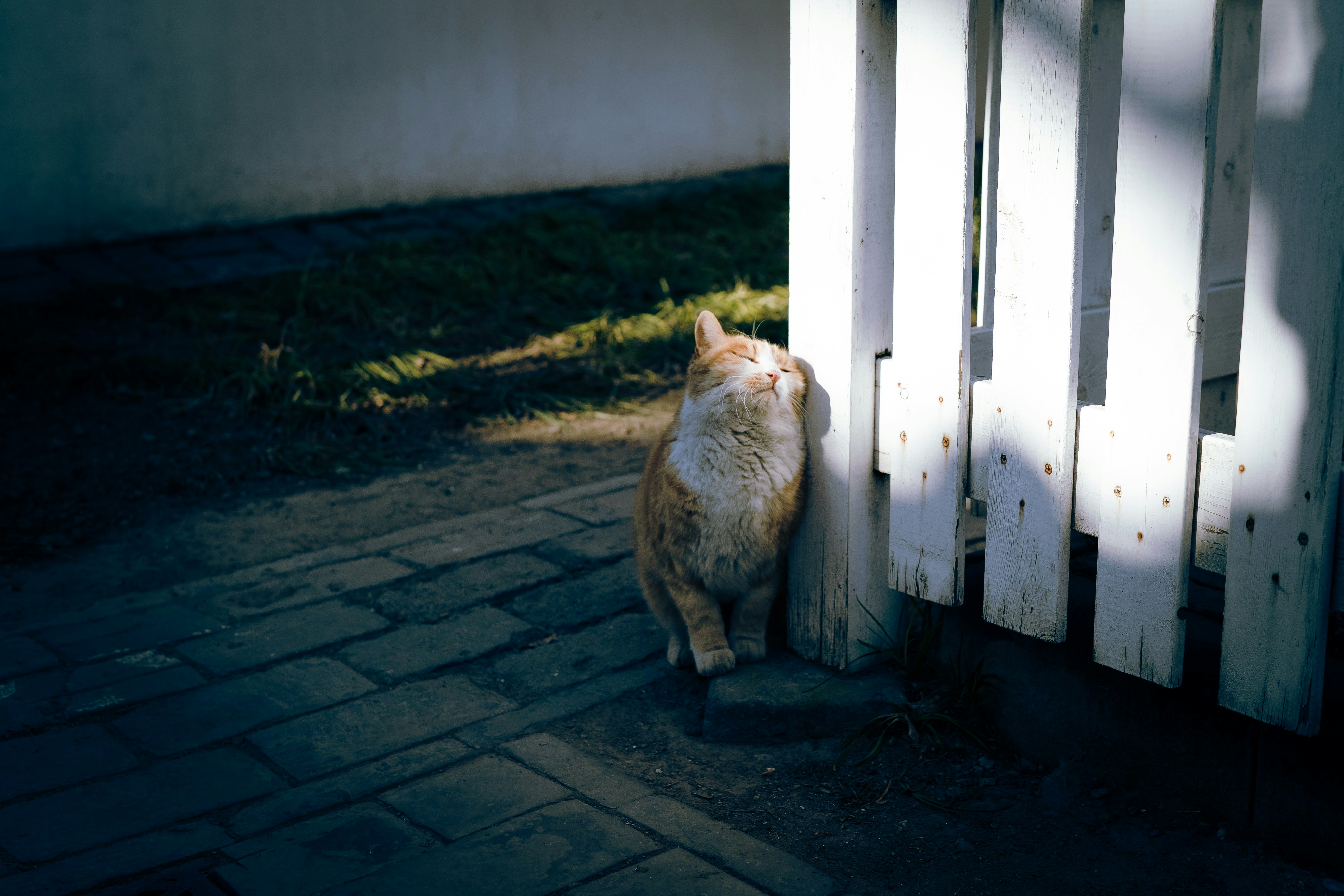 a cat standing next to a white fence