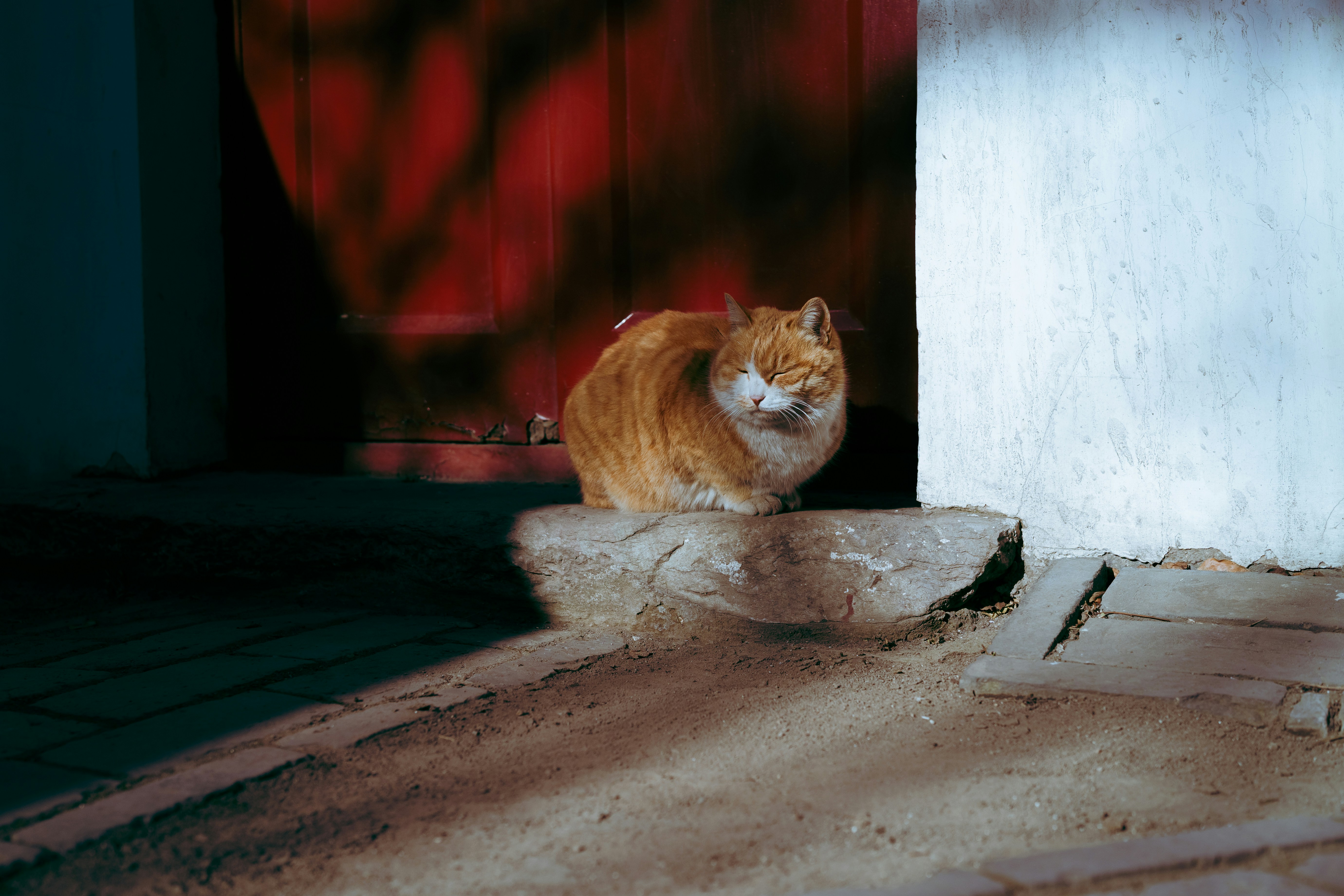 an orange and white cat sitting in front of a red door